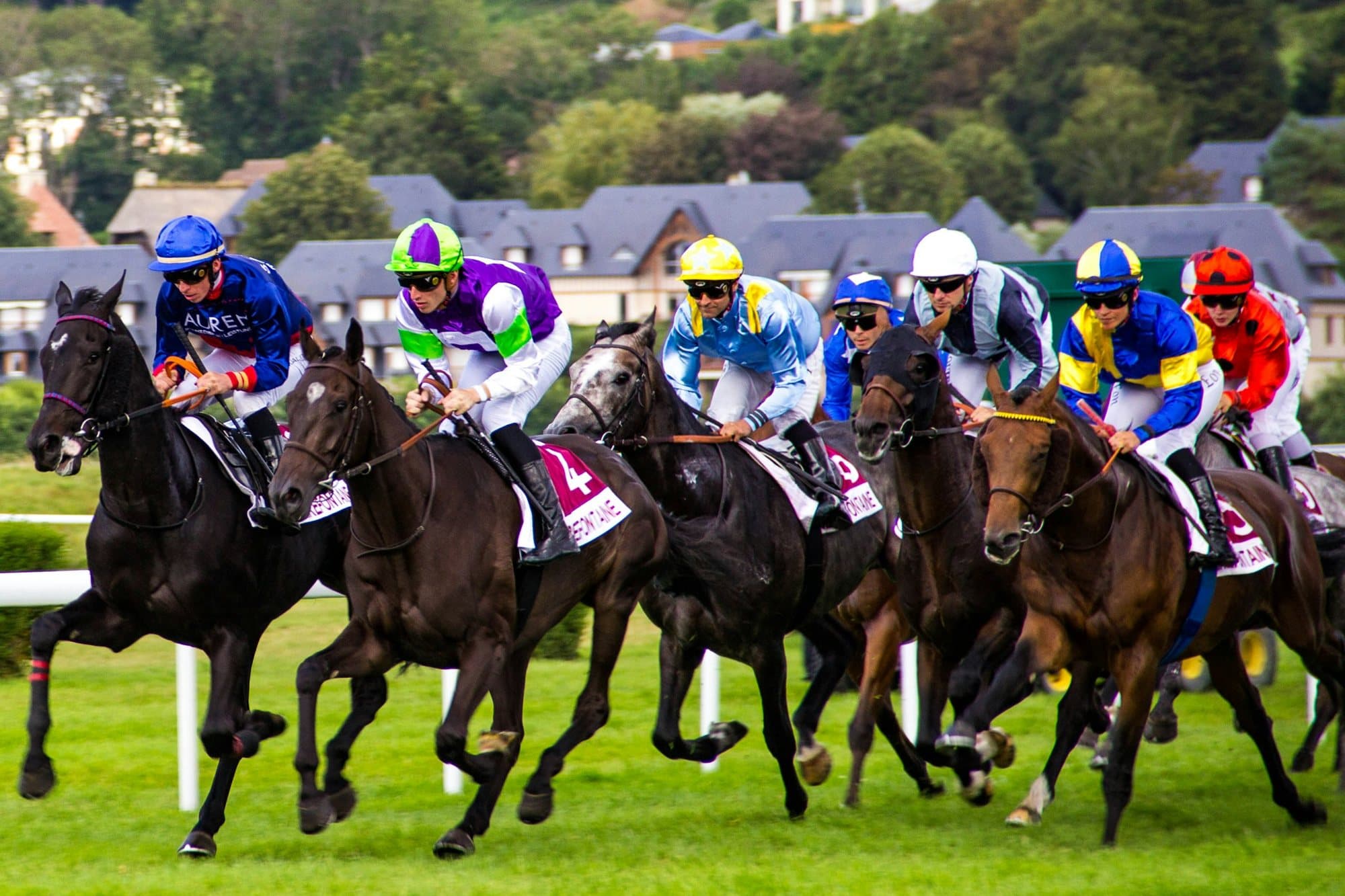 Royal Ascot: The Federation on the ground